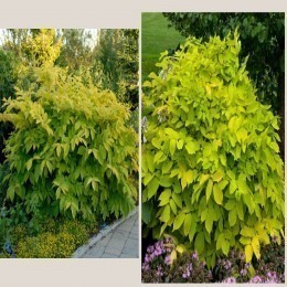 FRESH ARALIA